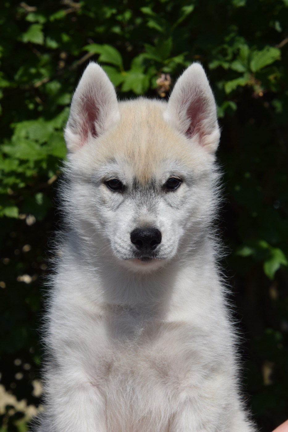 Of cold winter nights - Chiots disponibles - Siberian Husky