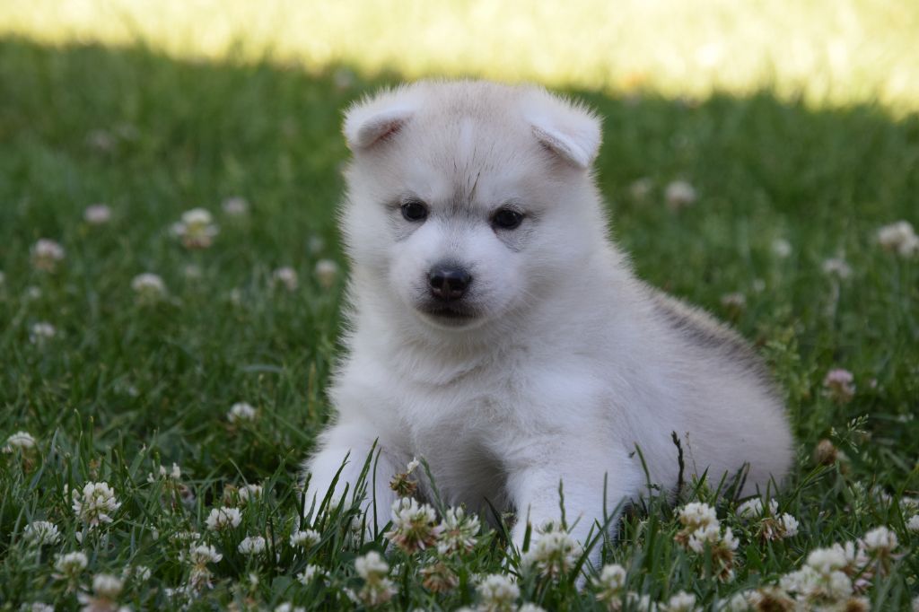 Of cold winter nights - Chiots disponibles - Siberian Husky