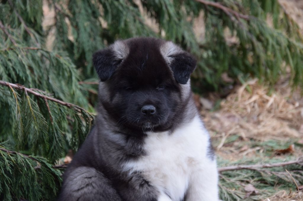 Of cold winter nights - Chiots disponibles - Akita americain