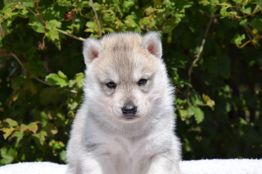 Of cold winter nights - Chiots disponibles - Siberian Husky