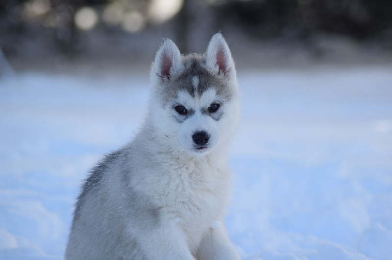 Chiot Siberian Husky Of cold winter nights