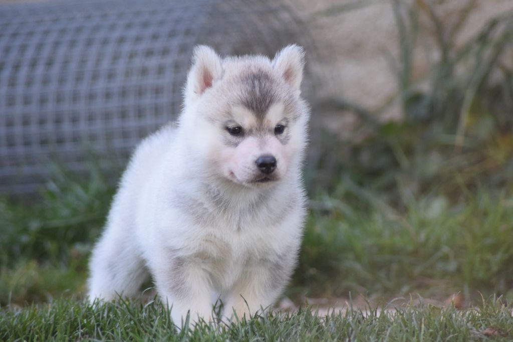 Of cold winter nights - Siberian Husky - Portée née le 24/09/2020