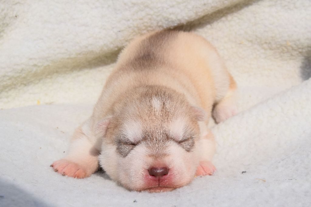 Of cold winter nights - Chiots disponibles - Siberian Husky