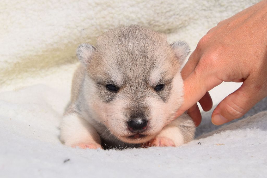 Of cold winter nights - Chiots disponibles - Siberian Husky