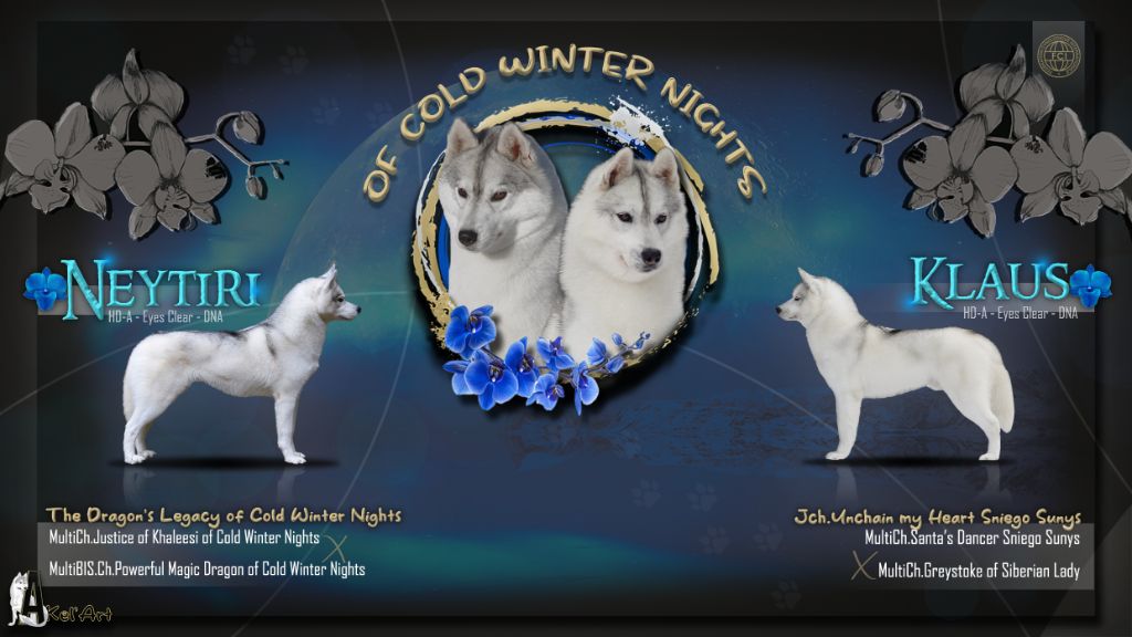 Of cold winter nights - Siberian Husky - Portée née le 11/05/2025