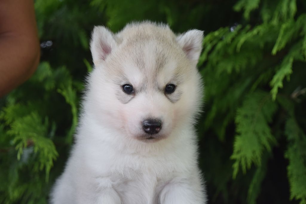 Of cold winter nights - Siberian Husky - Portée née le 21/06/2019