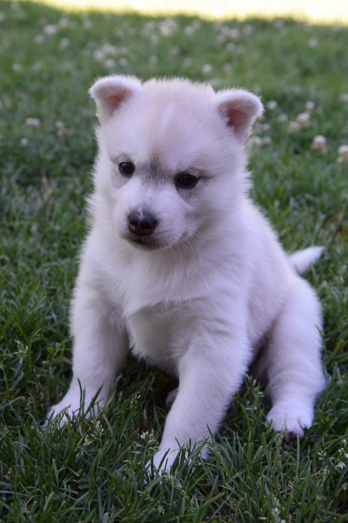Of cold winter nights - Chiots disponibles - Siberian Husky