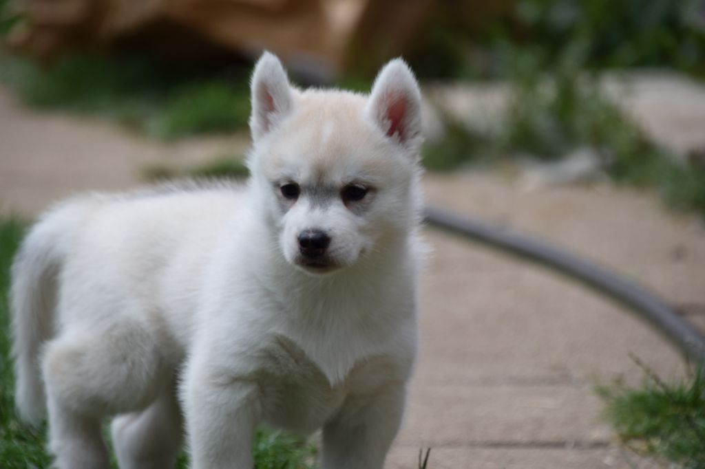 Of cold winter nights - Chiots disponibles - Siberian Husky
