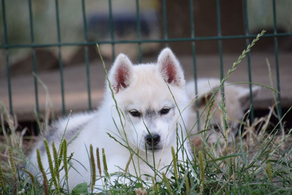 Of cold winter nights - Chiots disponibles - Siberian Husky