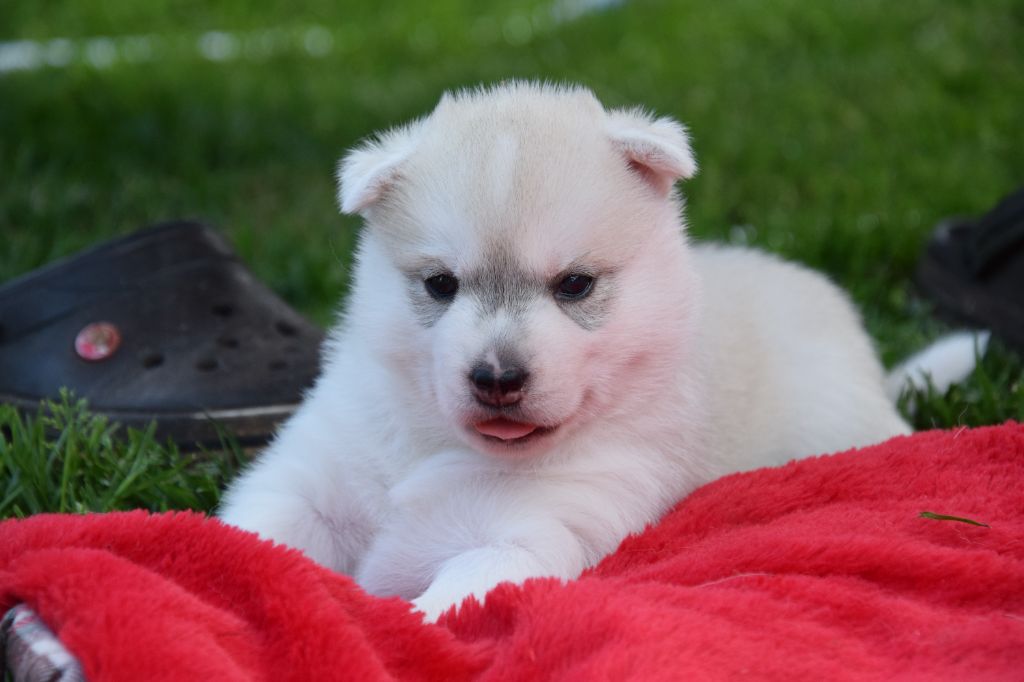 Of cold winter nights - Chiots disponibles - Siberian Husky