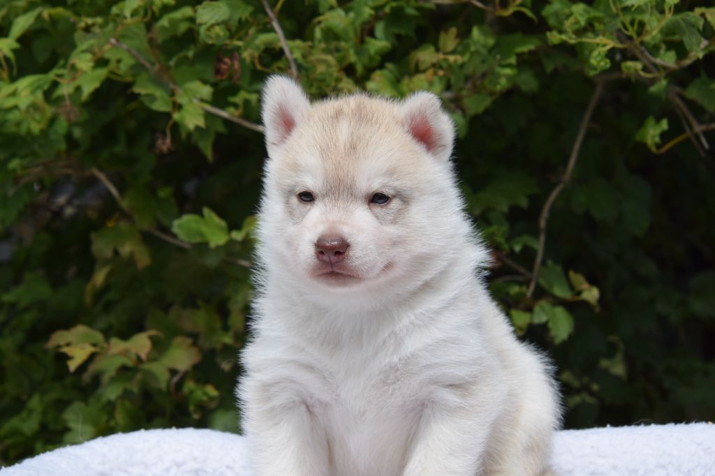 Of cold winter nights - Chiots disponibles - Siberian Husky
