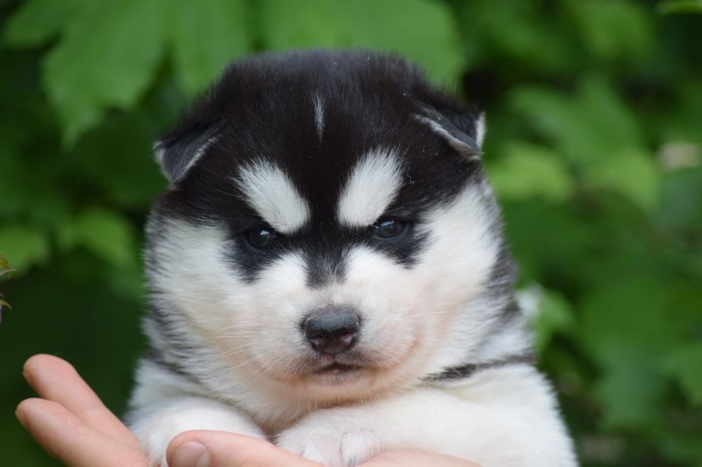 Of cold winter nights - Siberian Husky - Portée née le 22/05/2020