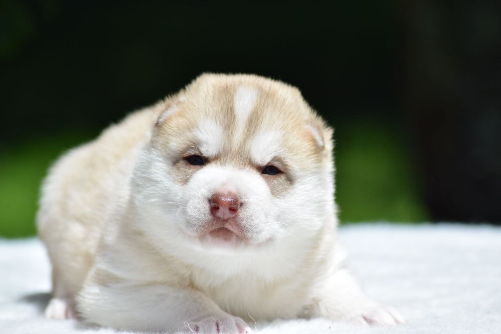 Of cold winter nights - Siberian Husky - Portée née le 29/06/2021