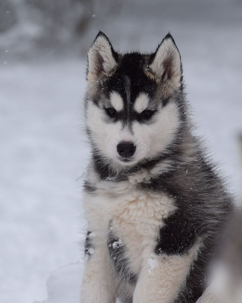 Chiot Siberian Husky Of cold winter nights