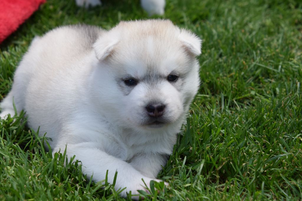 Of cold winter nights - Chiots disponibles - Siberian Husky