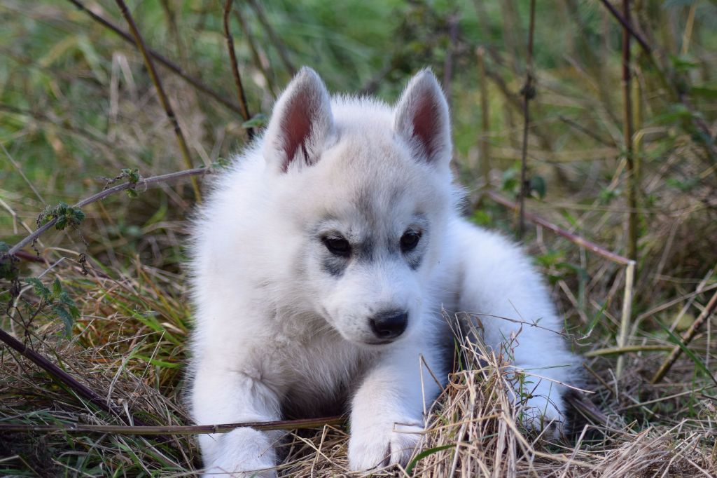 Of cold winter nights - Siberian Husky - Portée née le 01/08/2017