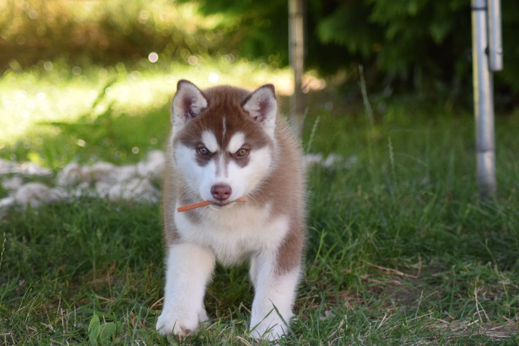Chiot Siberian Husky Of cold winter nights