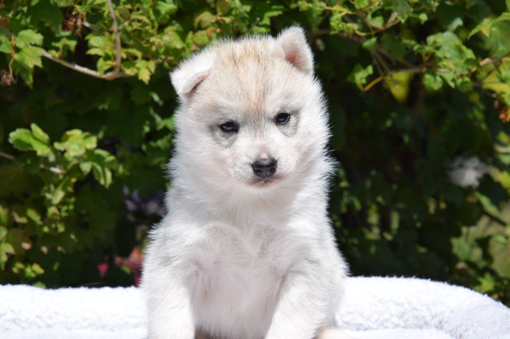 Of cold winter nights - Chiots disponibles - Siberian Husky