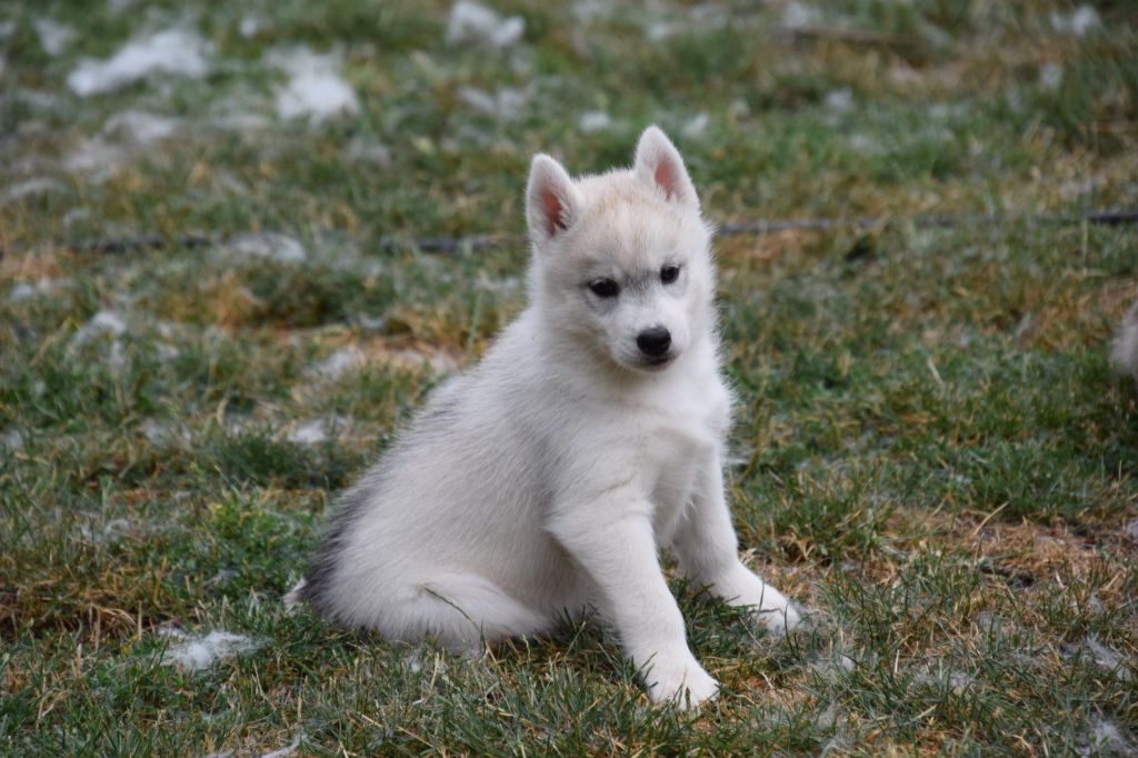 Of cold winter nights - Chiots disponibles - Siberian Husky
