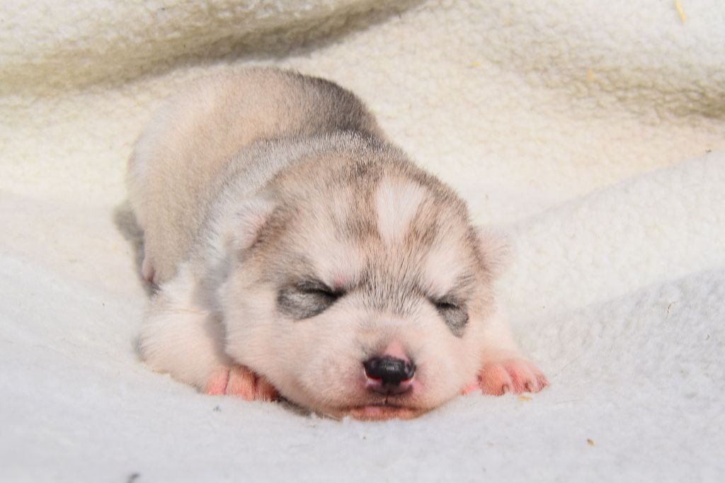 Of cold winter nights - Chiots disponibles - Siberian Husky