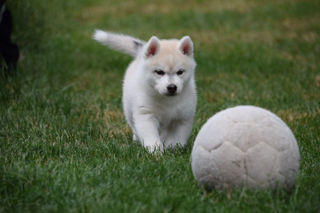 Of cold winter nights - Chiots disponibles - Siberian Husky